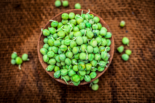 Close up of raw organic sprouted peas or beans or seed pod or Pisum sativum in a clay bowl on brown colored surface.;