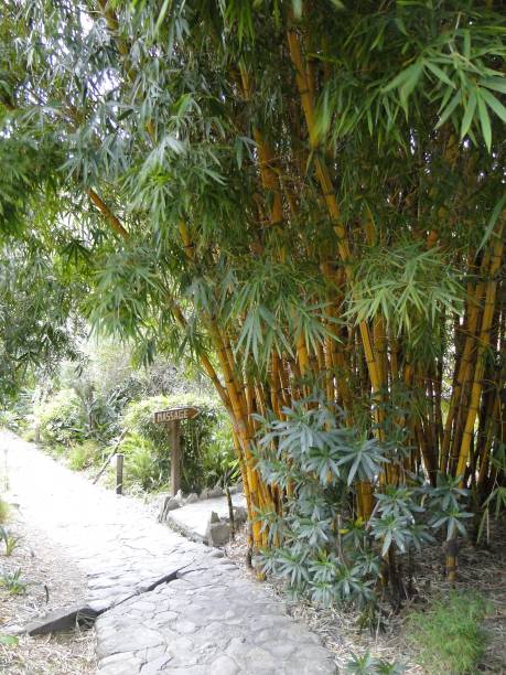 istock Plants and trees in the rainforest 1129355184
