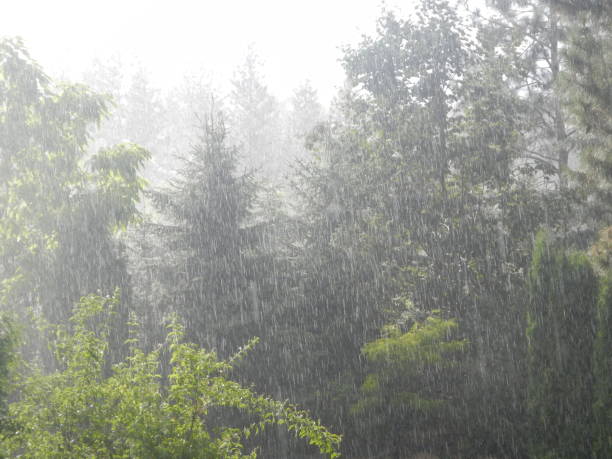 istock Nature shots plants, trees in the rain 1129355254