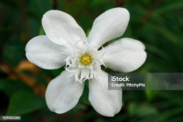 White Flower Blooming In Garden Stock Photo - Download Image Now