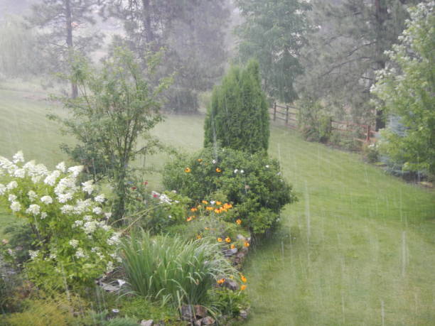 istock Nature shots plants, trees in the rain 1129355302