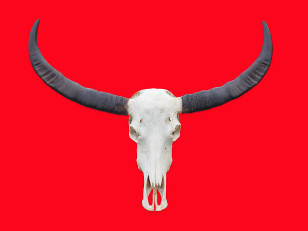 istock buffalo skull with horns on red background. 1129356448