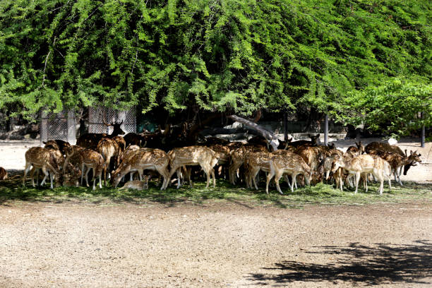 istock Deer resting during summer season in the forest 1129356733