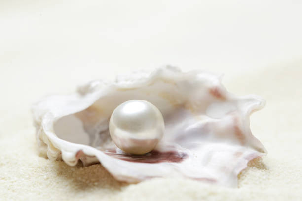 nahaufnahme bild von bio-perle in einer schale - pearl oyster shell white stock-fotos und bilder