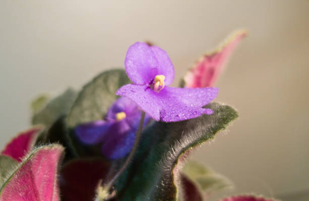 istock Flower in a pot. Indoor plant close-up 1129358450