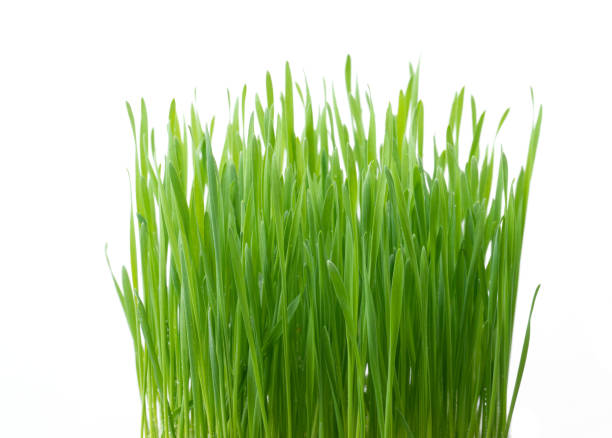 istock fresh green wheat grass isolated on white background 1129358953
