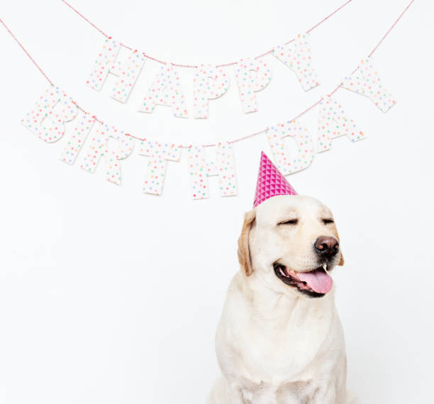 istock Cute Labrador Retriever with a party hat at a birthday party 1129358992