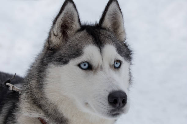 istock Cute siberian husky close up. Pet animals. 1129360440