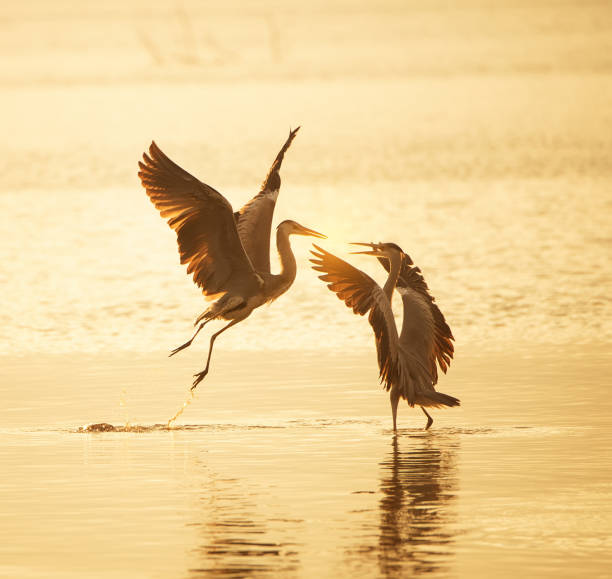 istock Portrait of natural grey heron in flight 1129360469