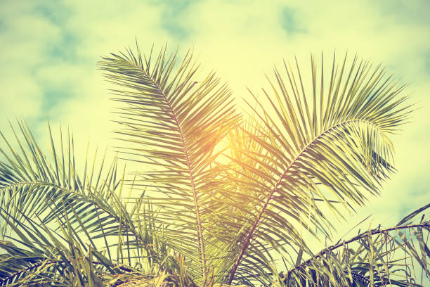 istock Coconut palm tree under blue sky. Vintage background 1129360680