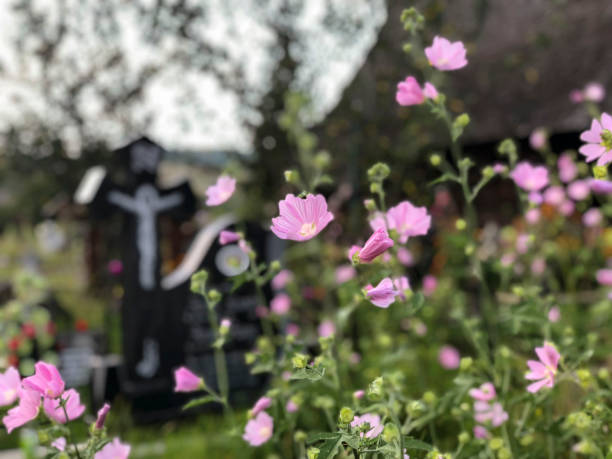 istock some pink flowers in a christian cemetery 1129365813