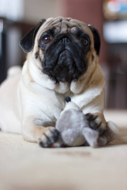 istock Funny pug dog playing with plush toy mouse 1129365967