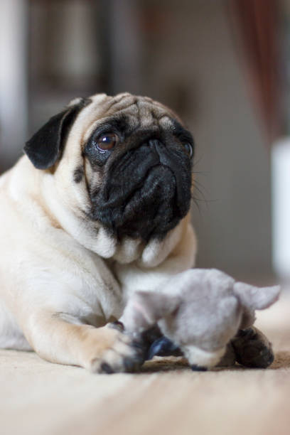 istock Funny pug dog playing with plush toy mouse 1129366066