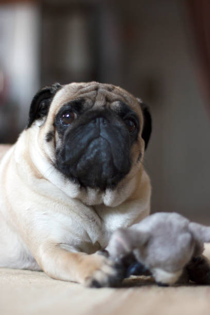 istock Funny pug dog playing with plush toy mouse 1129366208