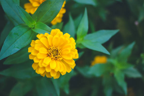 istock Yellow zinnia flower. 1129366979