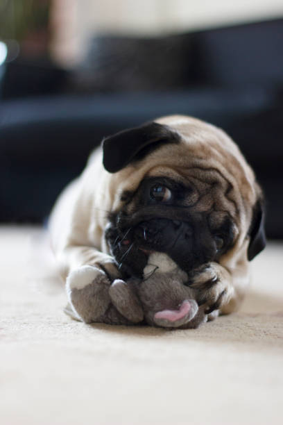 istock Funny pug dog playing with plush toy mouse 1129366994