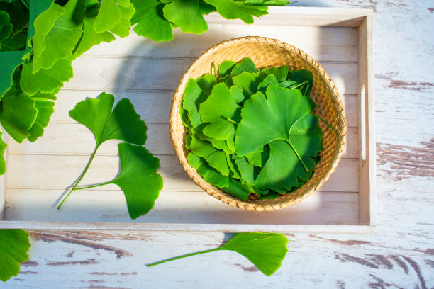 leaves of the ginkgo biloba or ginko tree Medicinal green leaves from the Ginkgo biloba or Ginko tree. View from above. Selected leaves on a table and on a dish prepared for further use. ginkgo stock pictures, royalty-free photos & images