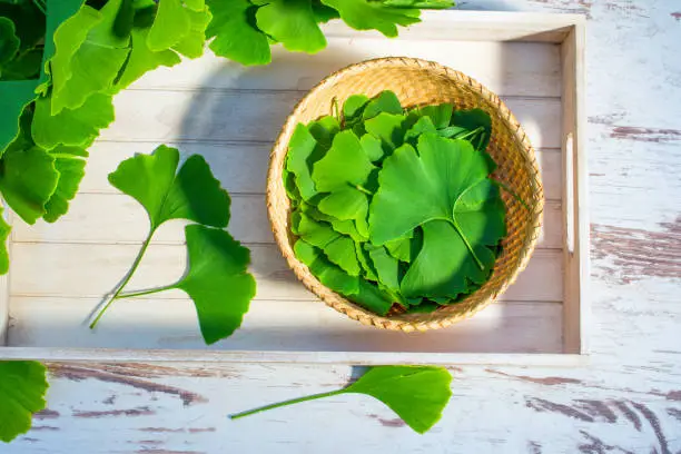 Medicinal green leaves from the Ginkgo biloba or Ginko tree. View from above. Selected leaves on a table and on a dish prepared for further use.