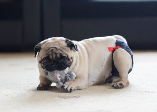 istock Funny pug dog playing with plush toy mouse 1129367195