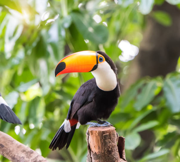 toucan auf dem zweig - tropenvogel stock-fotos und bilder