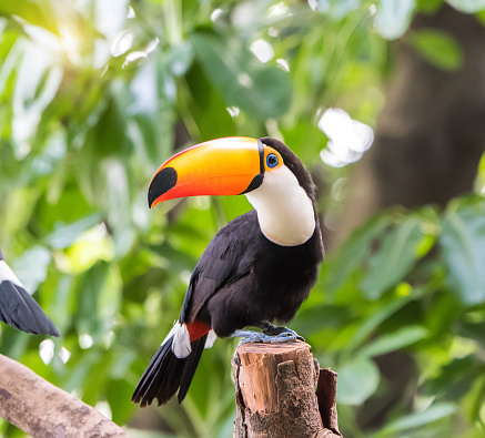 Toucan on the branch