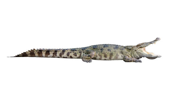 Wildlife crocodile open mouth isolated on white background