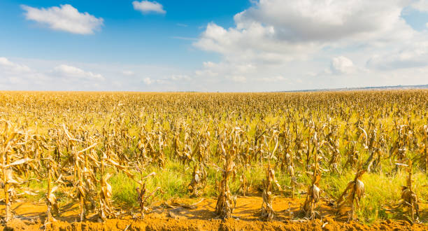 istock Commercial Maize Farming in Africa 1129367454