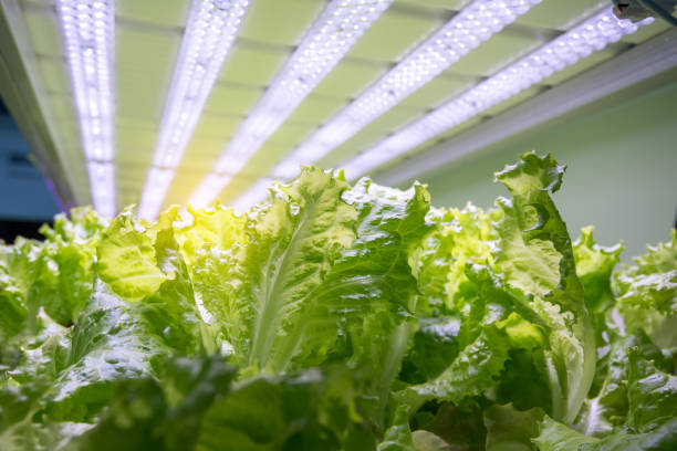 istock Greenhouse vegetables Plant with Led Light Indoor Farm Technology 1129368586