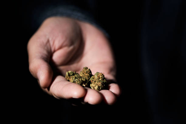 istock young man with some marihuana buds 1129368810