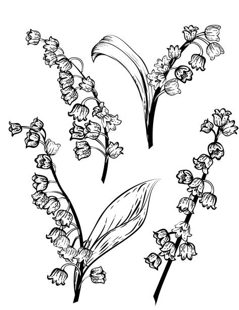 Hand Drawn Lily Of The Valley Flowers Hand Drawn Lily Of The Valley Flowers on a white background lily of the valley garden stock illustrations