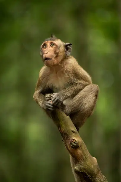 Baby long-tailed macaque looking up from branch