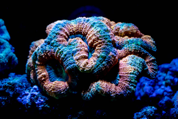 istock brain hard coral macro in aquarium 1129372034
