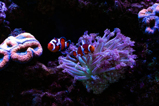 istock hard coral macro in aquarium 1129372103