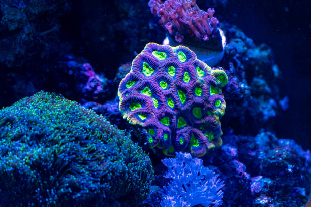 istock hard coral macro in aquarium 1129372131
