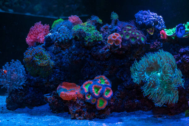 istock hard coral macro in aquarium 1129372142