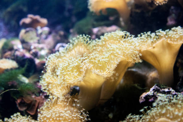 istock Leather coral (Sarcophyton) in aquarium 1129372944