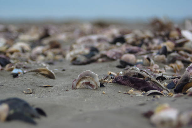 istock Seaside in Normandy, France 1129373077