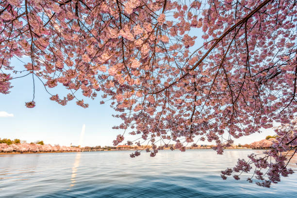 istock Tidal Basin pond and pink cherry blossom sakura flowers on branch trees in spring during festival framing reflection of Washington Monument in DC 1129373407