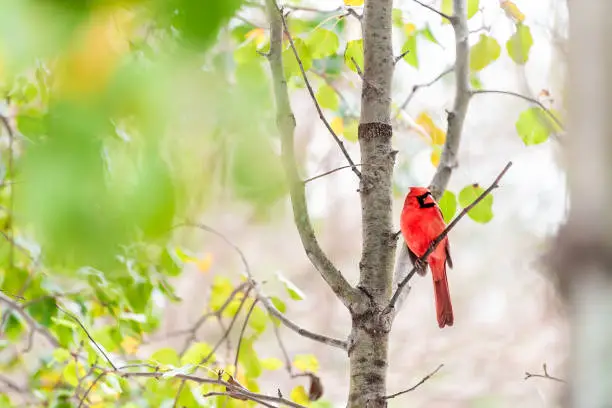 Red northern cardinal bird, Cardinalis, perched on tree branch with autumn or spring green yellow leaves on cherry plant with vibrant colors