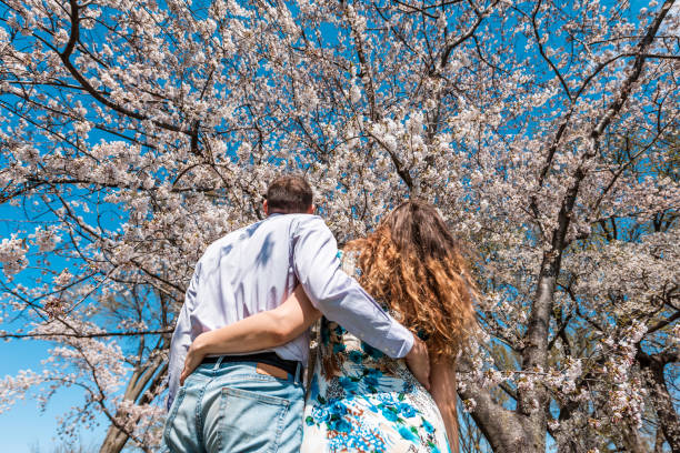 istock Looking up low angle view on back of young couple hugging embracing looking up at cherry blossom sakura tree flowers in sunny spring blue sky 1129374178