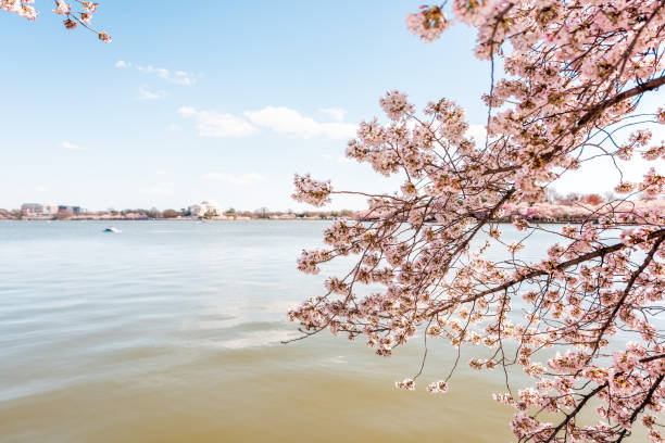 istock Framing branch view on Tidal Basin and Thomas Jefferson Memorial in spring during cherry blossom flowers festival in Washington DC 1129374314