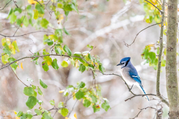 istock Closeup side of one cute blue jay Cyanocitta cristata bird perched on tree branch during autumn spring green leaves snow rain in Virginia 1129374340