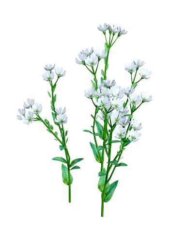 3D rendering of Berteroa Incana or hoary alyssum flowers isolated on white background