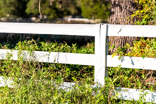 Closeup of white picket fence for horses on farm estate grounds in Virginia countryside with nobody in spring or autumn during sunny day