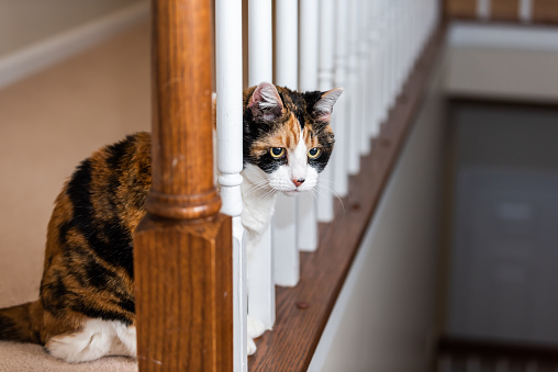 Closeup of one calico cat sitting looking down through railing curious in home room by stairs steps staircase at night