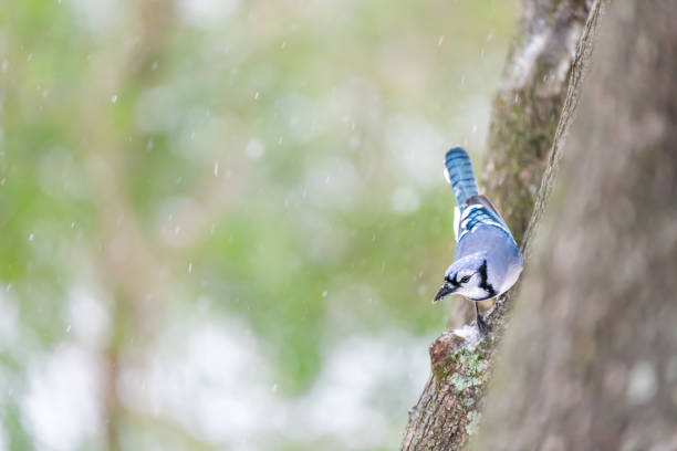 Closeup of one blue jay Cyanocitta cristata bird perched upside down on tree branch during autumn spring green leaves snow in Virginia