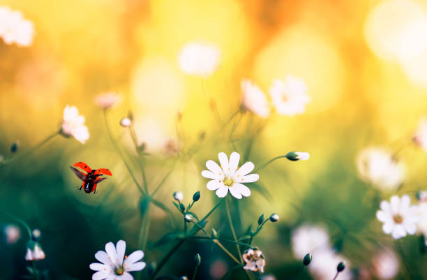 natural background with little red ladybug taking off from meadow tender flowers on spring Sunny day