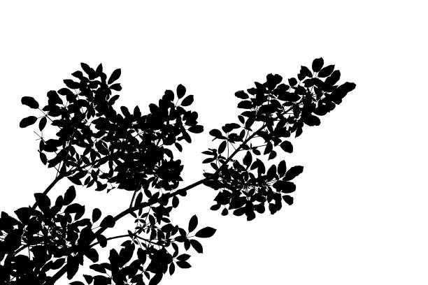 istock Isolated of tree branches silhouette  on white background.Clipping path and copy space- Image. 1129379060
