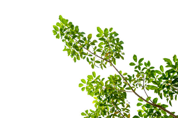 istock Isolated of beautiful tree branch with colorful leaf on white background. Clipping path and copy space- Image. 1129379174