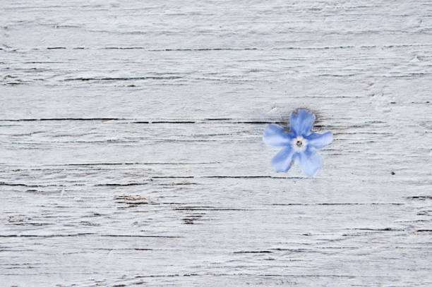 blue small flower on a wooden blue background, space for text